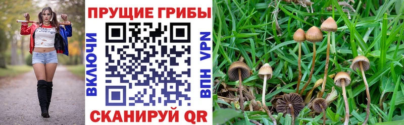 Псилоцибиновые грибы ЛСД  Бавлы 